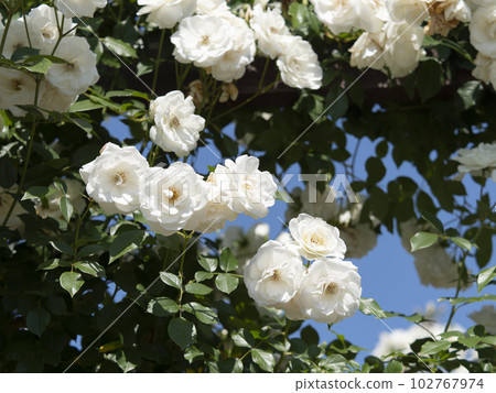 beautiful white rose flower beautiful white rose flower 102767974