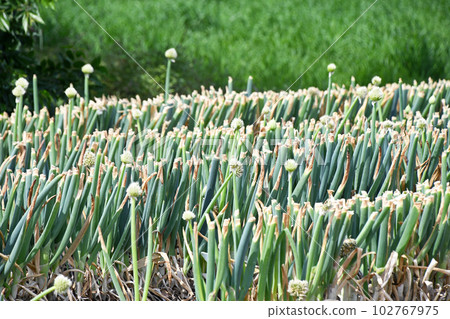 If you want to eat green onions, "cut", green onion field where green onion boy was cut If you want to eat green onions, "cut", green onion field where green onion boy was cut 102767975