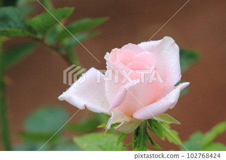 Arao City Ominous Citizen Flower Bed Rose Flower, 102768424