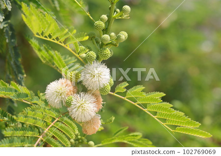 Acacia dealbata plant with white flowers and green leaves Acacia dealbata plant with white flowers and green leaves 102769069