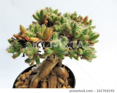 Trichodiadema Densom Trichodiadema Densom 102769249