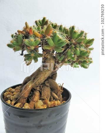 Trichodiadema Densom Trichodiadema Densom 102769250