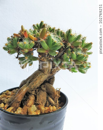 Trichodiadema Densom Trichodiadema Densom 102769251