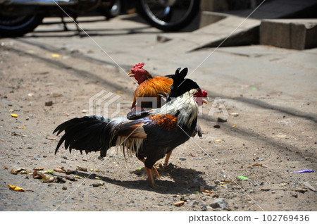 Cock fighting in Vietnam 102769436