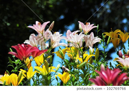 五顏六色的百合花園 102769766