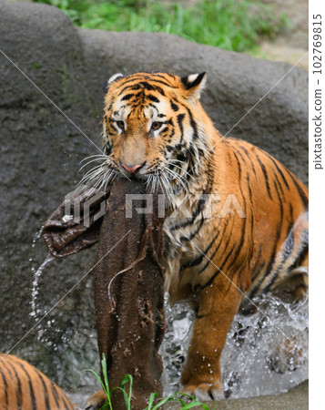 Amur tiger cub (1.5 years old) jumps out of the water with a jute bag in its mouth 102769815