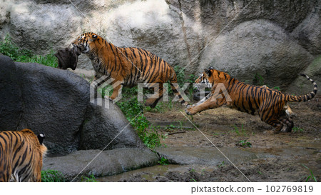 Amur tiger brothers (1.5 years old) running with jute bags Amur tiger brothers (1.5 years old) running with jute bags 102769819