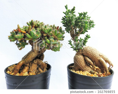 bonsai succulent bonsai succulent 102769855