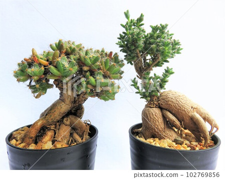 盆景多肉植物 盆景多肉植物 102769856