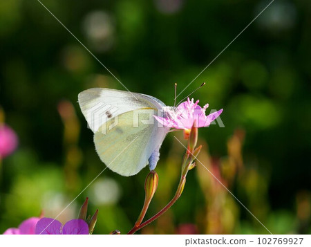 Cabbage butterfly clinging to a flower Cabbage butterfly clinging to a flower 102769927