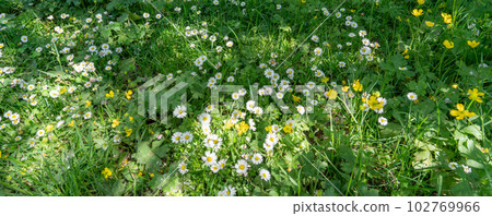 field of spring daisy flowers, natural background field of spring daisy flowers, natural background 102769966