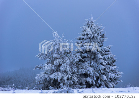 Christmas fir tree covered with hoarfrost and snow Christmas fir tree covered with hoarfrost and snow 102770152