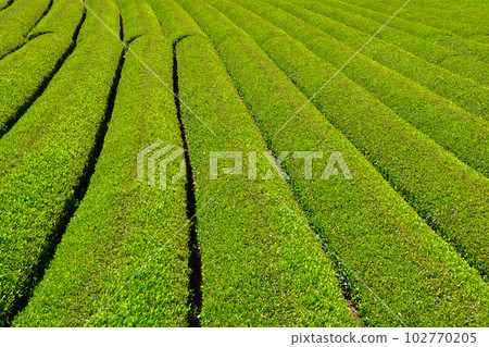 Tea plantation Tea plantation 102770205