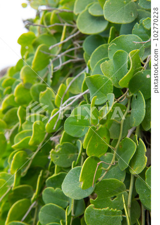 Vibrant green bush leafs 102770228