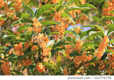 Osmanthus (Kanamokusei)/A tree with flowers that emit a strong fragrance in autumn Osmanthus (Kanamokusei)/A tree with flowers that emit a strong fragrance in autumn 102770736