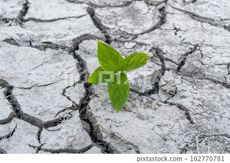 Plant in dried cracked mud 102770781