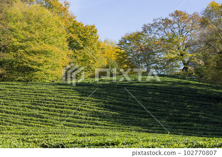 Rows of growing tea on a tea plantation, selective focus 102770807