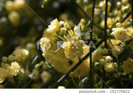 Yellow flower of Banksia rose wetted by rain, Rosa banksiae Yellow flower of Banksia rose wetted by rain, Rosa banksiae 102770822