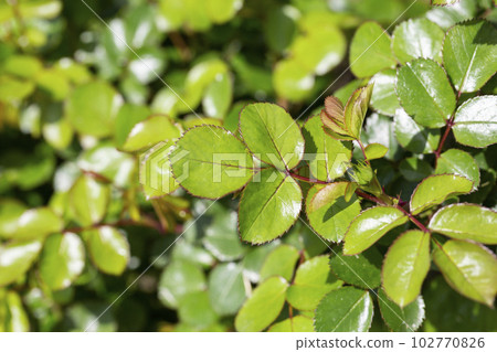 Young rose leaves. Background from green leaves of ornamental plant. Small depth of field 102770826