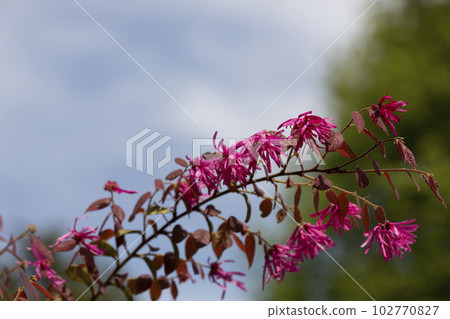 Botanical collection, pink flowers of Loropetalum chinense close up Botanical collection, pink flowers of Loropetalum chinense close up 102770827
