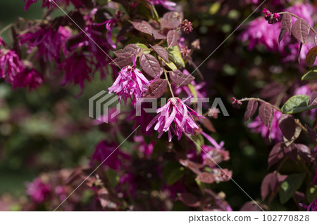 Botanical collection, pink flowers of Loropetalum chinense close up 102770828