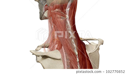 The cervical spine (neck region) consists of seven bones (C1-C7 The cervical spine (neck region) consists of seven bones (C1-C7 102770852