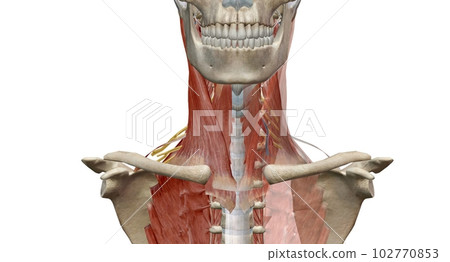 The cervical spine (neck region) consists of seven bones (C1-C7 102770853