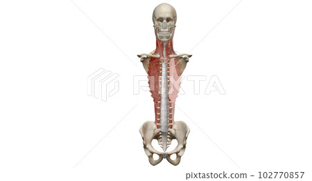 The cervical spine (neck region) consists of seven bones (C1-C7 102770857