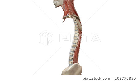 The cervical spine (neck region) consists of seven bones (C1-C7 The cervical spine (neck region) consists of seven bones (C1-C7 102770859