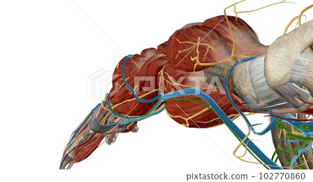 The cubital (anticubital) fossa is a triangular-shaped depression over the anterior aspect of the elbow joint. 102770860