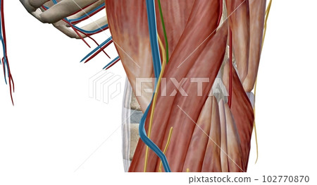 The cubital (anticubital) fossa is a triangular-shaped depression over the anterior aspect of the elbow joint. 102770870