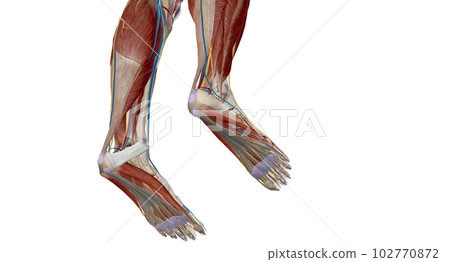 Each foot has 28 bones, 30 joints, and more than 100 muscles, ligaments, and tendons. 102770872