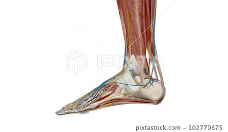 Each foot has 28 bones, 30 joints, and more than 100 muscles, ligaments, and tendons. Each foot has 28 bones, 30 joints, and more than 100 muscles, ligaments, and tendons. 102770875