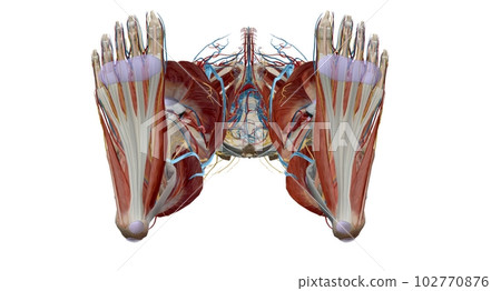 Each foot has 28 bones, 30 joints, and more than 100 muscles, ligaments, and tendons. 102770876