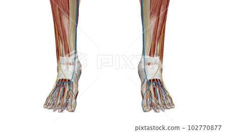 Each foot has 28 bones, 30 joints, and more than 100 muscles, ligaments, and tendons. 102770877