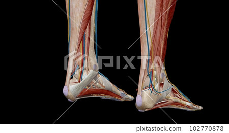 Each foot has 28 bones, 30 joints, and more than 100 muscles, ligaments, and tendons. 102770878