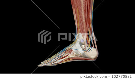 Each foot has 28 bones, 30 joints, and more than 100 muscles, ligaments, and tendons. Each foot has 28 bones, 30 joints, and more than 100 muscles, ligaments, and tendons. 102770881