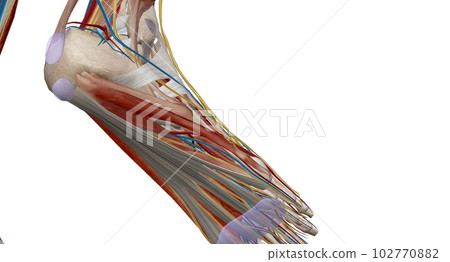 Each foot has 28 bones, 30 joints, and more than 100 muscles, ligaments, and tendons. Each foot has 28 bones, 30 joints, and more than 100 muscles, ligaments, and tendons. 102770882