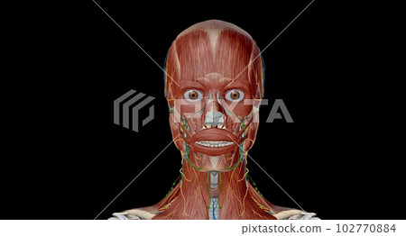 Head and neck anatomy ; Ear, Comprised of outer, middle and inne 102770884