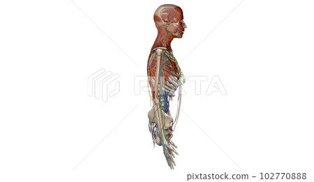 Human anatomy body. Skeletal, organ, vascular, lymph and nervous 102770888