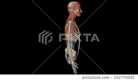 Human anatomy body. Skeletal, organ, vascular, lymph and nervous Human anatomy body. Skeletal, organ, vascular, lymph and nervous 102770892