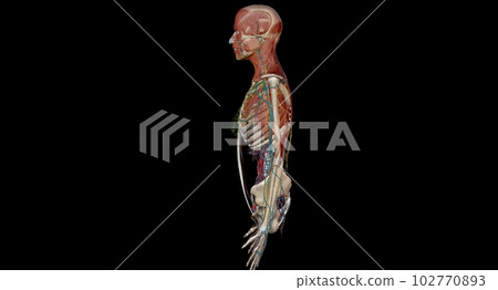 Human anatomy body. Skeletal, organ, vascular, lymph and nervous 102770893