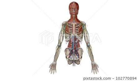 Human anatomy body. Skeletal, organ, vascular, lymph and nervous Human anatomy body. Skeletal, organ, vascular, lymph and nervous 102770894