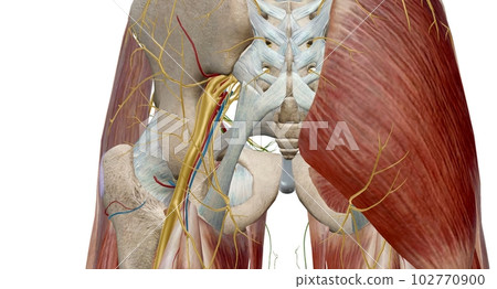 The hip joint is a ball and socket joint that is the point of articulation between the head of the femur and the acetabulum of the pelvis 102770900