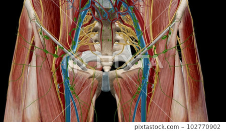 The hip joint is a ball and socket joint that is the point of articulation between the head of the femur and the acetabulum of the pelvis 102770902