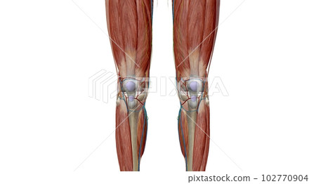 The knee is the largest and most complex joint in the body that holds the thighbone, shinbone, and kneecap together. The knee is the largest and most complex joint in the body that holds the thighbone, shinbone, and kneecap together. 102770904