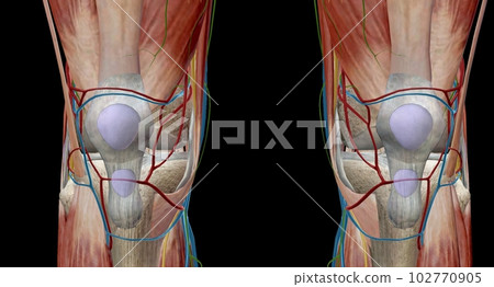 The knee is the largest and most complex joint in the body that holds the thighbone, shinbone, and kneecap together. The knee is the largest and most complex joint in the body that holds the thighbone, shinbone, and kneecap together. 102770905