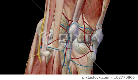 The knee is the largest and most complex joint in the body that holds the thighbone, shinbone, and kneecap together. The knee is the largest and most complex joint in the body that holds the thighbone, shinbone, and kneecap together. 102770906