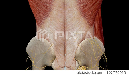 The lower back comprises the lumbar spine, which is formed by ve 102770913