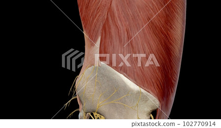 The lower back comprises the lumbar spine, which is formed by ve 102770914